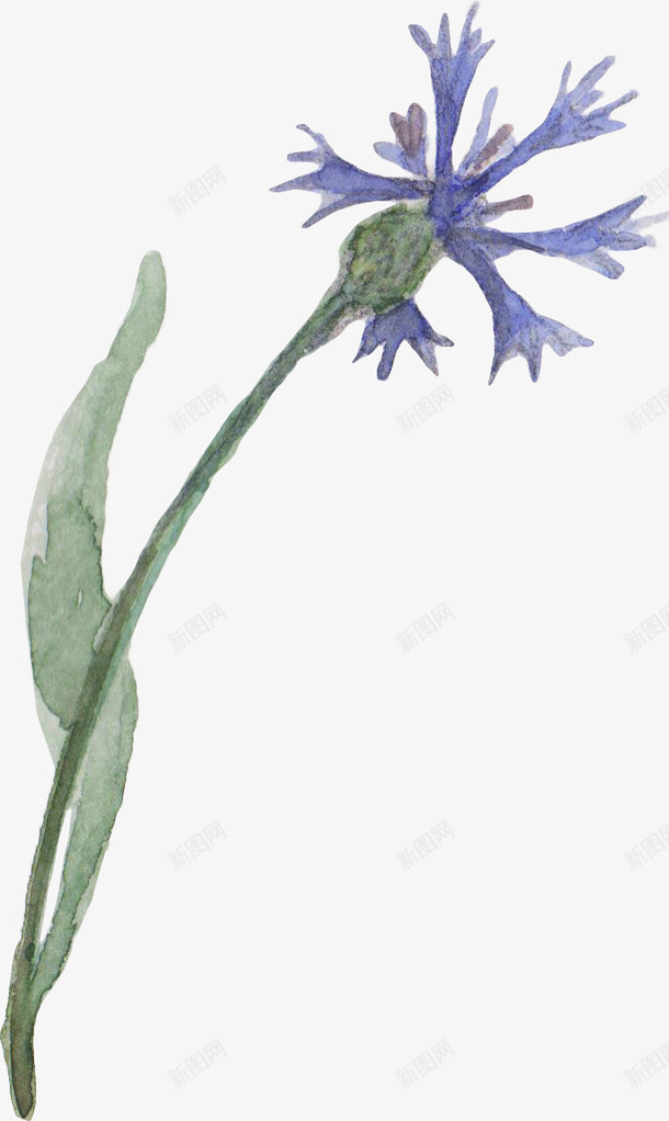 蓝色水彩花卉png免抠素材_新图网 https://ixintu.com 植物 水彩植物 花卉 花朵