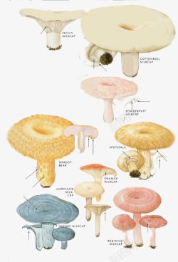 卡通菌类蘑菇素材