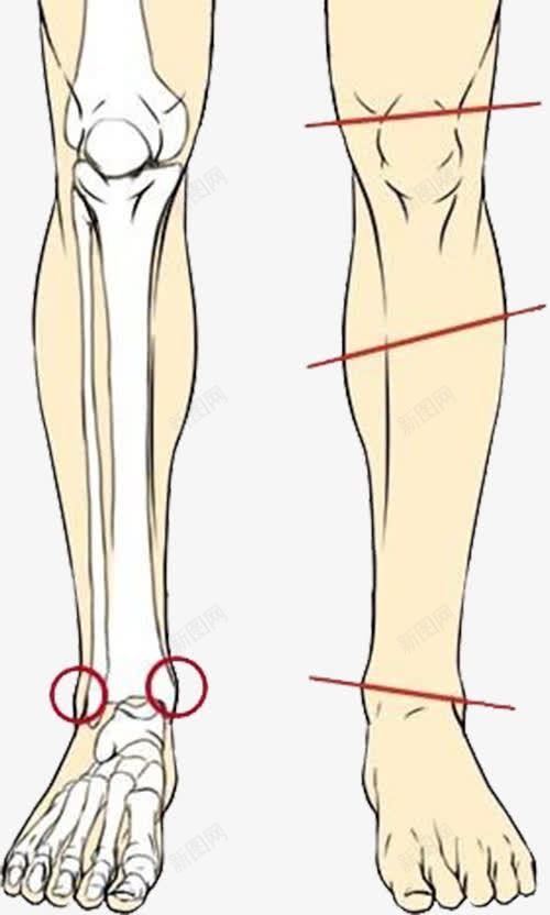 腿部内部结构图png免抠素材_新图网 https://ixintu.com 人体 小腿 肌肉 骨头