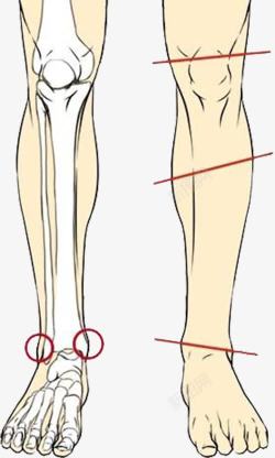人体小腿腿部内部结构图高清图片