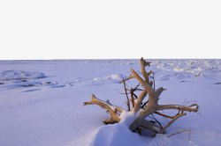 枯树桩魁北克雪景高清图片