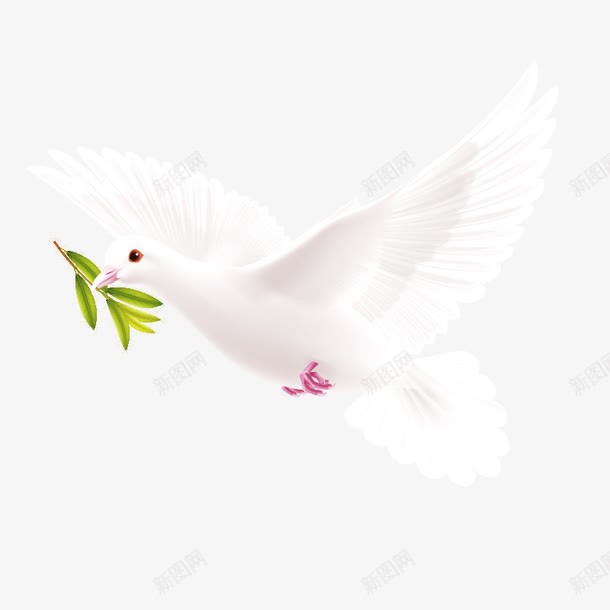 白色和平鸽png免抠素材_新图网 https://ixintu.com 动物 和平鸽 白色 自由平等