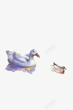 中国风的鸭子春天鸭子手绘风高清图片