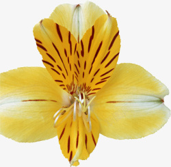 黄色的蝴蝶花素材