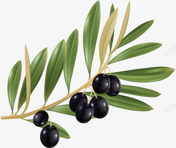 水彩橄榄装饰png免抠素材_新图网 https://ixintu.com 水果 食材 食物 黑橄榄