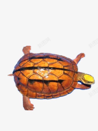 黄色巴西龟png免抠素材_新图网 https://ixintu.com 两栖动物 乌龟 爬行动物 褐色