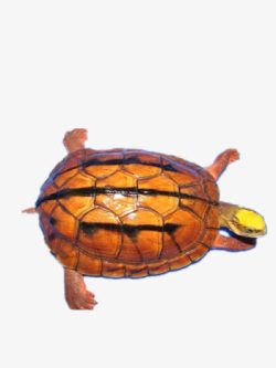 巴西龟黄色巴西龟高清图片