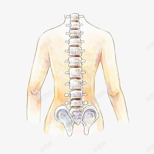 人体骨骼png免抠素材_新图网 https://ixintu.com PNG图形 PNG装饰 人体 手绘 装饰 骨骼