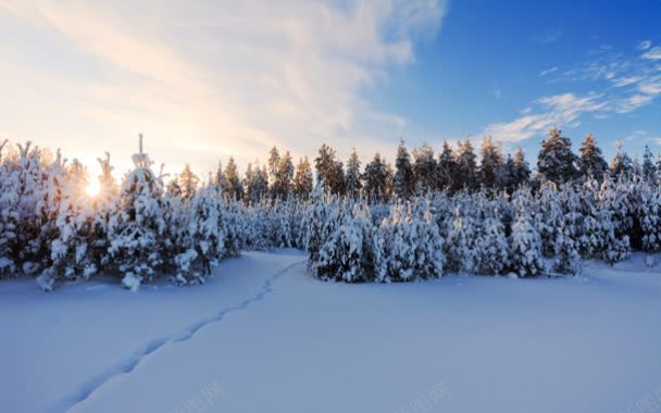 白色松日雪后场景背景