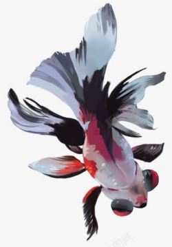 白金鱼小金鱼黑白红高清图片