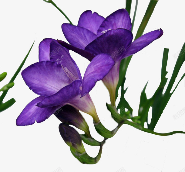小苍兰局部png免抠素材_新图网 https://ixintu.com 两朵 小苍兰 景物 紫色 观赏