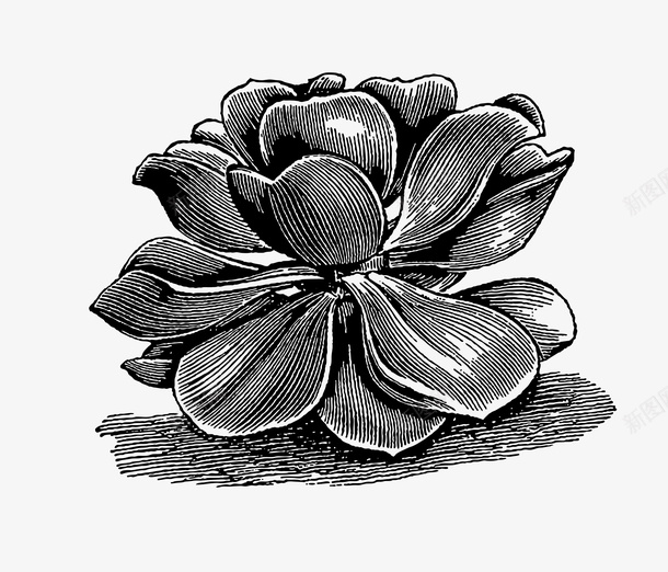 手绘黑色线条花朵png免抠素材_新图网 https://ixintu.com 手绘 手绘黑色线条花朵 手绘黑色线条花朵PNG 线条 花朵 黑色