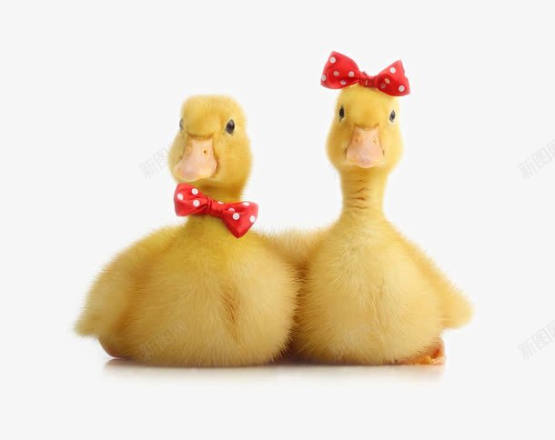 可爱的黄色鸭子png免抠素材_新图网 https://ixintu.com 动物 动物世界 动物摄影 可爱的鸭子 可爱的黄色鸭子 图片 图片素材 幼崽图片鸭子 幼崽小鸭子 陆地动物