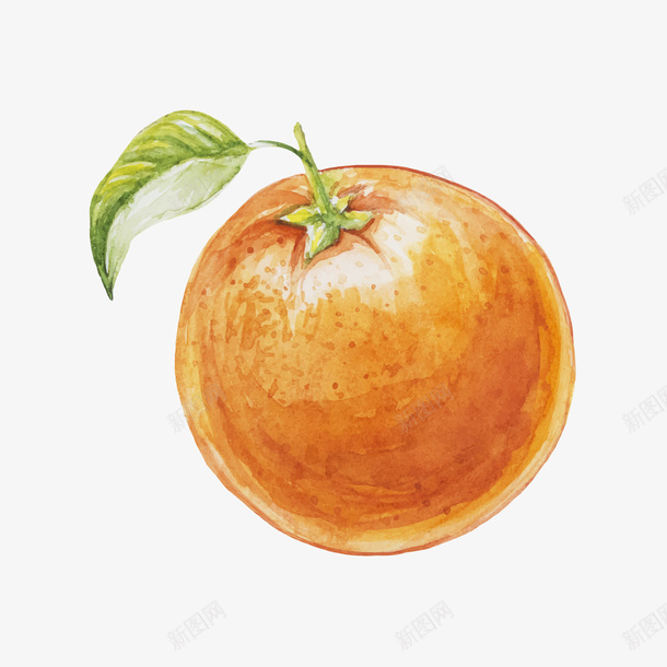 手绘水彩橙子矢量图ai免抠素材_新图网 https://ixintu.com 手绘 手绘橙子 手绘的 水彩 水彩橙子 水彩的 矢量图