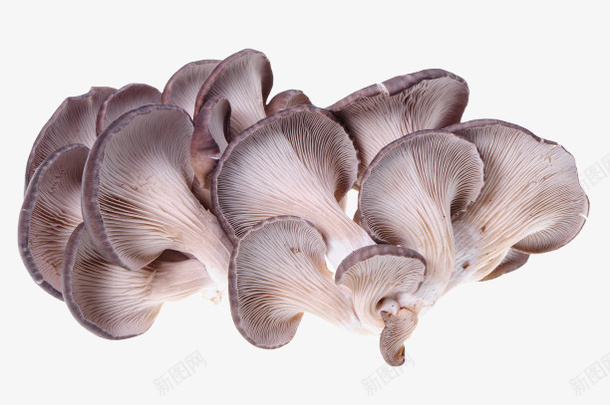 一小堆的平菇png免抠素材_新图网 https://ixintu.com 平菇 菇类 蔬菜 蘑菇