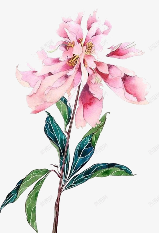 粉红色的花png免抠素材_新图网 https://ixintu.com 带叶子 粉红色 花 装饰