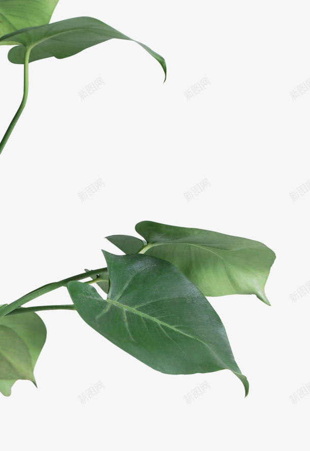 绿叶植物装饰png免抠素材_新图网 https://ixintu.com 叶子 植物 热带绿叶 绿叶 绿植 装饰