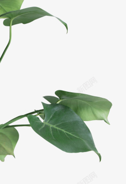 热带装饰绿叶植物装饰高清图片