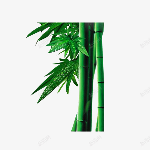 绿色植物竹子1500x1500png免抠素材_新图网 https://ixintu.com 植物 端午节 竹子 绿色