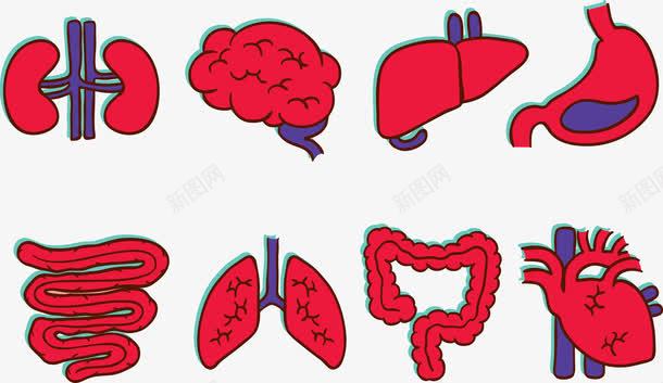 红色人体器官png免抠素材_新图网 https://ixintu.com 人体器官 大脑 心脏 红色 肠子 肺部 血管