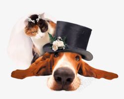 新郎狗怪异的婚礼高清图片