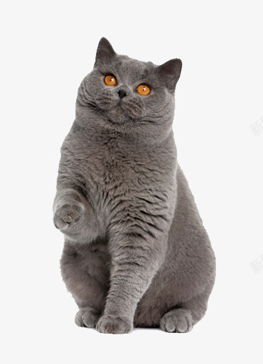 深灰色猫png免抠素材_新图网 https://ixintu.com 动物 哺乳动物 四脚动物 深灰纯色 灰猫