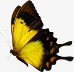 在空中飞舞的黄色蝴蝶素材