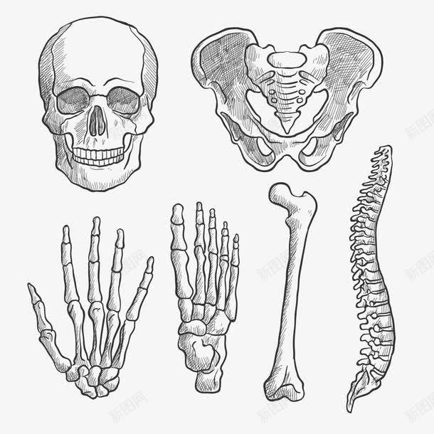 人体骨骼png免抠素材_新图网 https://ixintu.com 头骨 尾椎骨 手绘 盆骨