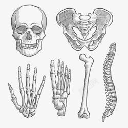 盆骨人体骨骼高清图片