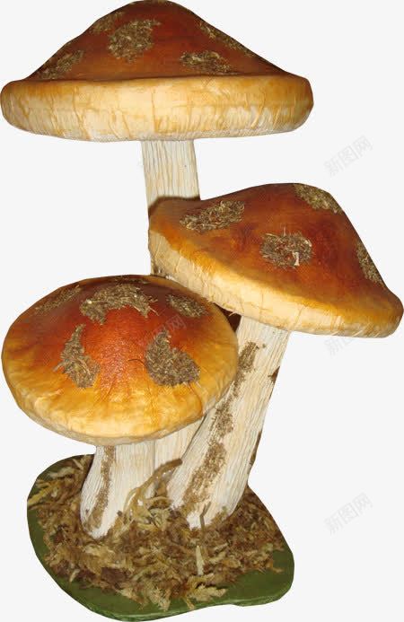 三朵蘑菇png免抠素材_新图网 https://ixintu.com 植物 蘑菇 野生菌类 食物 香菇