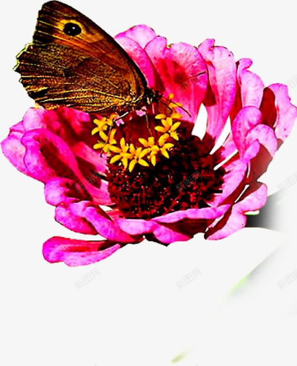 合成创意效果红色的花卉蝴蝶png免抠素材_新图网 https://ixintu.com 创意 合成 效果 红色 花卉 蝴蝶