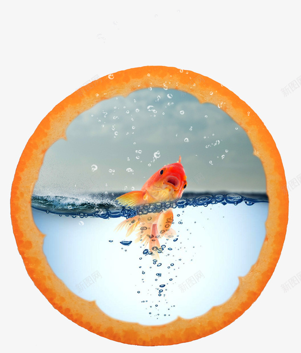 橙子里的金鱼png免抠素材_新图网 https://ixintu.com 免抠素材 橙子 装饰图案 金鱼