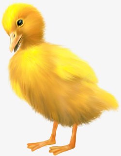 黄色天鹅手绘鸟崽高清图片