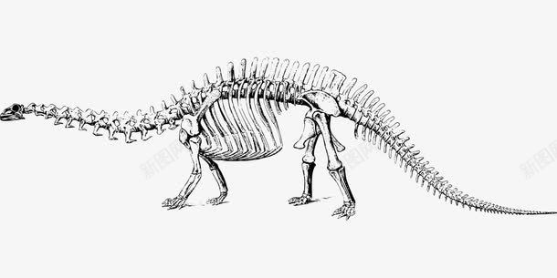 恐龙骨骼png免抠素材_新图网 https://ixintu.com 恐龙 远古 骨骼