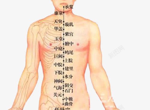 人体中线穴位图png免抠素材_新图网 https://ixintu.com 中医 中线 人体 人体穴位 养生 穴位图