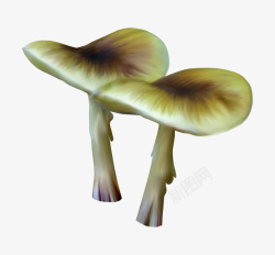 棕色漂亮蘑菇素材