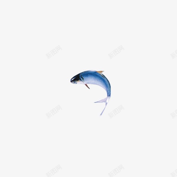 雀跃的鱼儿png免抠素材_新图网 https://ixintu.com 游水 自由自在 跳跃 雀跃 鱼