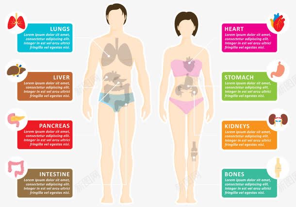 人体器官png免抠素材_新图网 https://ixintu.com 人体 器官 心脏 肺 肾