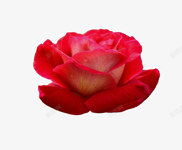 粉红色的花朵png免抠素材_新图网 https://ixintu.com 粉红花朵 花 花朵 花白