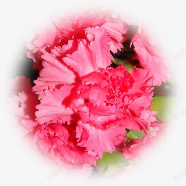 粉色节日花朵角度摄影png免抠素材_新图网 https://ixintu.com 摄影 粉色 节日 花朵 角度