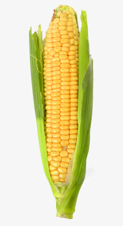 嫩玉米新鲜玉米高清图片