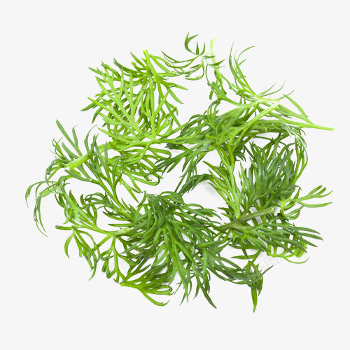 蔬菜装饰png免抠素材_新图网 https://ixintu.com 植物 矢量装饰 绿色 蔬菜 装饰 青菜
