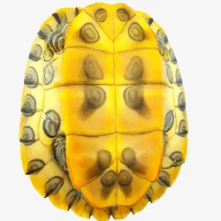 黄色龟壳黄壳乌龟高清图片