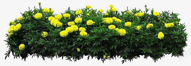 黄色花卉园林png免抠素材_新图网 https://ixintu.com 园林 花卉 设计 黄色