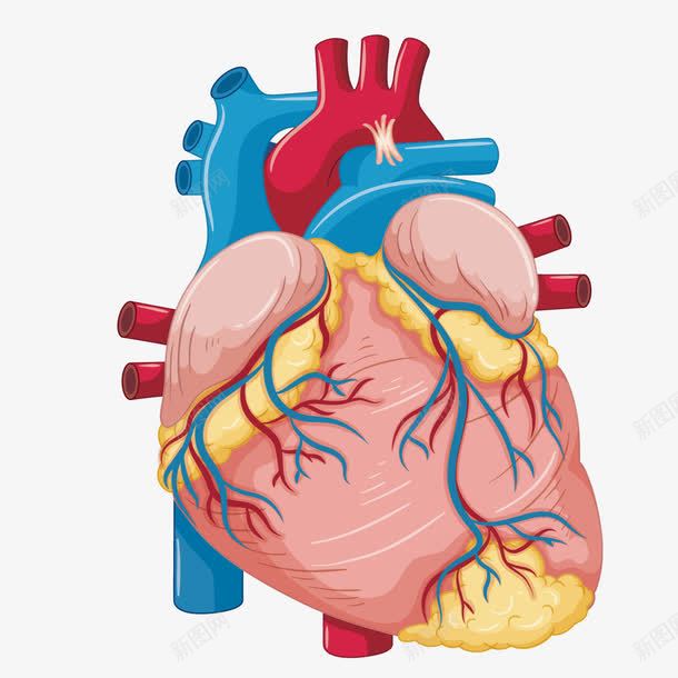 心脏动脉png免抠素材_新图网 https://ixintu.com 手绘 气管 血管 身体