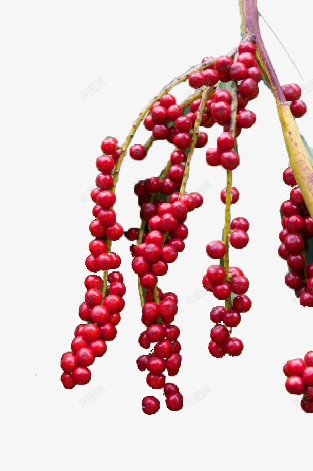 红色的棕榈果串串png免抠素材_新图网 https://ixintu.com 串串 果实 棕榈果 棕榈科 灌木植物 红色