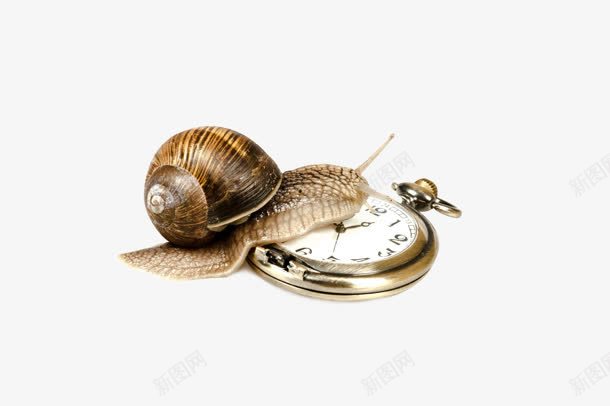 蜗牛动物蜗牛怀表png免抠素材_新图网 https://ixintu.com 动物 怀表 蜗牛