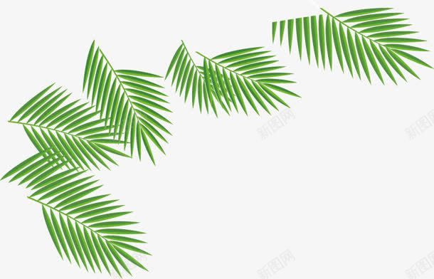 绿色椰子树叶海报png免抠素材_新图网 https://ixintu.com 树叶 椰子 海报 绿色