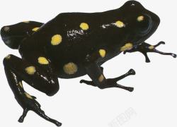 毒蛙黑色黄斑点青蛙高清图片