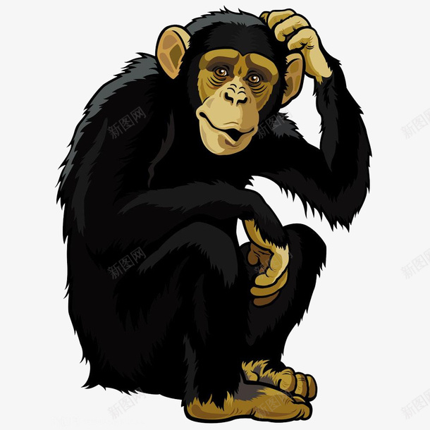 黑色挠头的大猩猩png免抠素材_新图网 https://ixintu.com 大猩猩 手绘 饶头 黑色